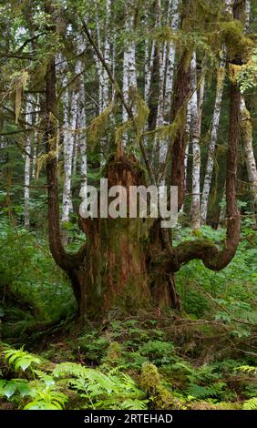 Arbre couvert de mousse qui a été abattu et qui a continué à croître ; île Chichigof, Alaska, États-Unis d'Amérique Banque D'Images