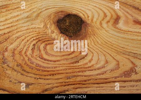 Grain de bois et trous de goulot dans le cèdre rouge ; Thorne Bay, Alaska, États-Unis d'Amérique Banque D'Images