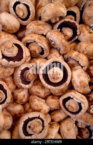 Vue rapprochée des champignons frais coupés ; Mystic, Connecticut, États-Unis d'Amérique Banque D'Images