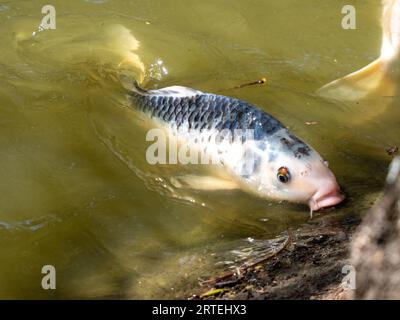 Un poisson de koi ornemental dans un étang extérieur nageant jusqu'au bord pour obtenir des restes de nourriture quelqu'un a laissé tomber Banque D'Images