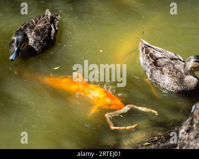 Un poisson Koi avec de la nourriture, un morceau de croûte de pain, qu'il vient de voler du canard à côté de it.Australia Banque D'Images