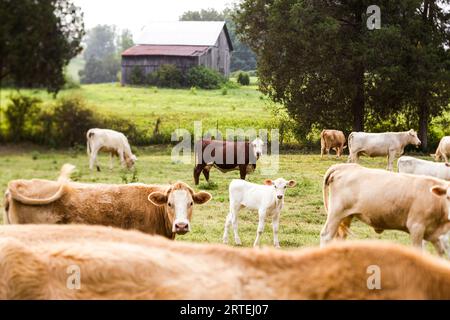 Pâturage du bétail dans un champ ; Big Valley, Tennessee, États-Unis d'Amérique Banque D'Images