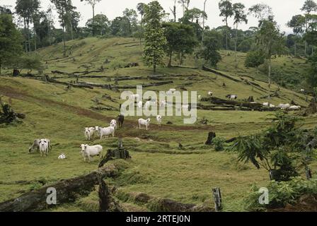 Bétail brahman en pâturage défriché de la forêt tropicale au Costa Rica ; Costa Rica Banque D'Images