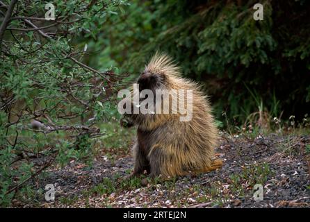 Porc-épic debout près d'un arbre, grignotant sur le feuillage de la branche, dans le parc d'État Wood-Tikchick, Alaska, États-Unis ; Alaska, États-Unis d'Amérique Banque D'Images