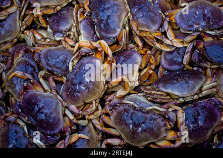 Pêche au crabe dormant ; Petersburg, île Mitkof, Alaska, États-Unis d'Amérique Banque D'Images