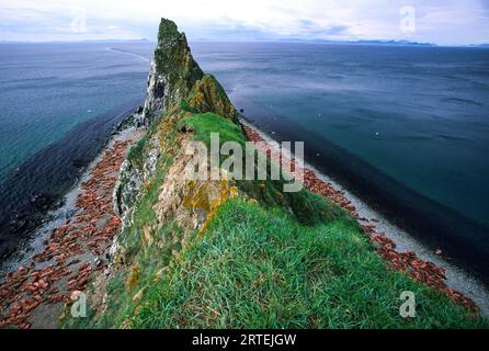 Morses (Odobenus rosmarus) se prélassant sur la plage de Round Island, dans la baie de Bristol, Walrus State Game Reserve, Alaska, États-Unis Banque D'Images