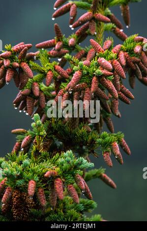 Des gouttes de pluie brillent sur des grappes de cônes de graines sur un épinette de Sitka (Picea sitchensis) dans la forêt nationale de Tongass, Alaska, États-Unis Banque D'Images