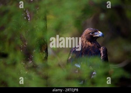 Portrait d'un aigle doré (Aquila chrysaetos) au Alaska Raptor Rehabilitation Center, Sitka, Alaska, États-Unis ; Sitka, Alaska, États-Unis d'Amérique Banque D'Images