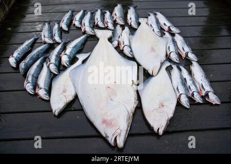 Saumon argenté et flétan frais capturés et exposés sur un quai à Glacier Bay, Gustavus, Alaska, États-Unis ; Gustavus, Alaska, États-Unis d'Amérique Banque D'Images