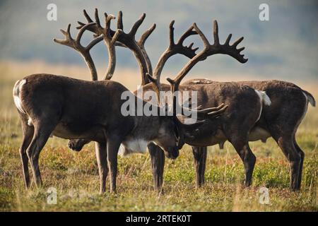 Groupe de caribous mâles (Rangifer tarandus) avec bois dans le parc national et la réserve Denali, Alaska, États-Unis ; Alaska, États-Unis d'Amérique Banque D'Images