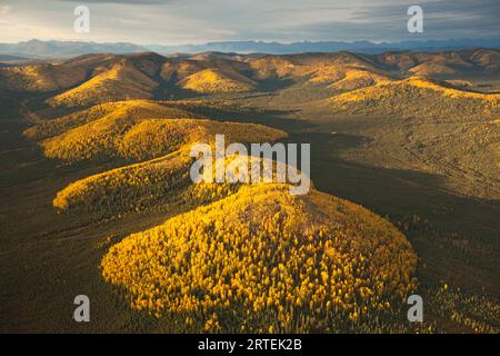 Peupliers et toundra aux couleurs automnales dans le parc national et la réserve Gates of the Arctic National Park and Preserve, Alaska, États-Unis d'Amérique Banque D'Images