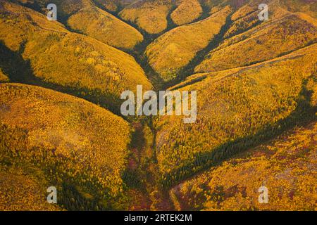 Peupliers et toundra aux couleurs automnales dans le parc national et la réserve Gates of the Arctic National Park and Preserve, Alaska, États-Unis d'Amérique Banque D'Images