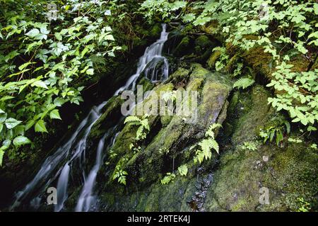 Cascade coulant sur les roches moussues et le feuillage sur Deer Mountain Trail, Alaska, États-Unis ; Ketchican, Alaska, États-Unis d'Amérique Banque D'Images