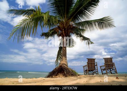 Palmier près de deux chaises sur la plage ; Andros Island, Bahamas Banque D'Images