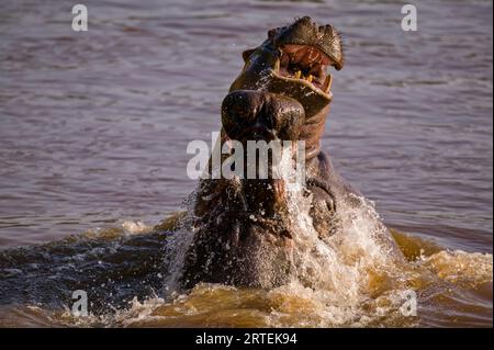 Hippopotames (Hippopotamus amphibius) dans la rivière Mara dans la réserve nationale du Masai Mara, Kenya ; Kenya Banque D'Images