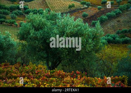 Olivier et vignobles à l'automne dans la vallée du fleuve Douro au Portugal ; vallée du fleuve Douro, Portugal Banque D'Images