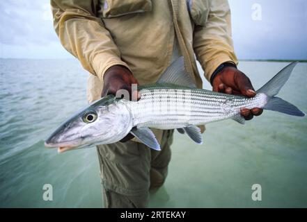 Fisherman tient un bonefish au large de Great Exuma Island, aux Bahamas ; Great Exuma Island, aux Bahamas Banque D'Images