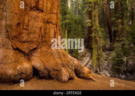 Tronc d'un séquoia géant (Sequoiadendron giganteum), Sequoia National Park, Californie, États-Unis ; Californie, États-Unis d'Amérique Banque D'Images