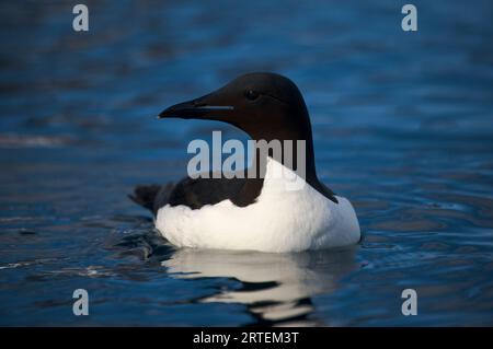 Brunnich's guillemot (Uria lomvia) natation ; Spitzberg, archipel du Svalbard, Norvège Banque D'Images