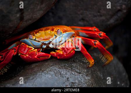 Sally Lightfoot Crab (Grapsus grapsus) sur un rocher dans les îles Galapagos ; îles Galapagos, Équateur Banque D'Images