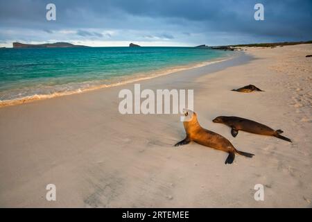 Otaries (Zalophus californianus wollebaeki) se dirigeant vers l'eau depuis la plage de l'île d'Espanola ; île d'Espanola, îles Galapagos, Équateur Banque D'Images