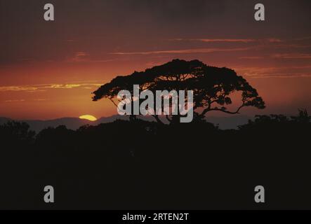 Arbre silhouetté dans une forêt tropicale contre le ciel du soir ; Costa Rica Banque D'Images