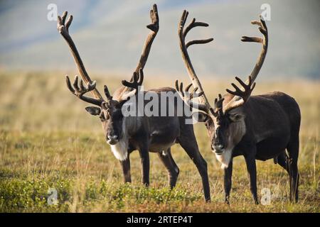 Paire de caribous (Rangifer tarandus) avec de gros bois dans le parc national et la réserve Denali, Alaska, États-Unis ; Alaska, États-Unis d'Amérique Banque D'Images