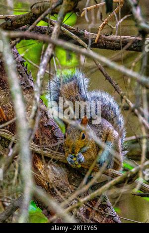 Écureuil brun gris. Elle a sauté dans un arbre dans une belle forêt sauvage canadienne. Elle s'assit sur une branche d'arbre, camouflant son apparence. Banque D'Images