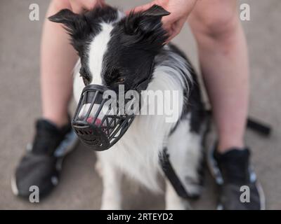 Femme marche 2 chiens. Gros plan des jambes de femmes, bordure de collie et taureau terrier dans les muzzles et sur les laisses lors d'une promenade à l'extérieur. Banque D'Images