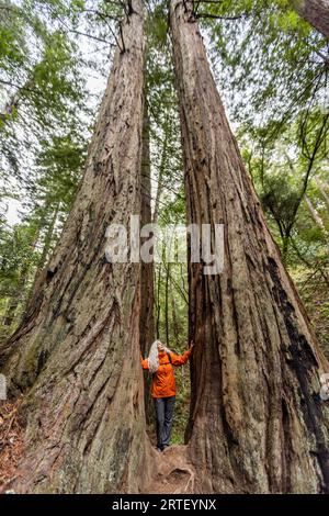 États-Unis, Californie, Stinson Beach, femme âgée touchant de grands séquoias en randonnée Banque D'Images