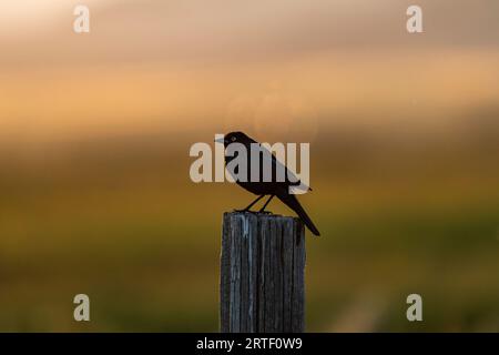 Blackbird perché sur un poteau en bois au coucher du soleil Banque D'Images