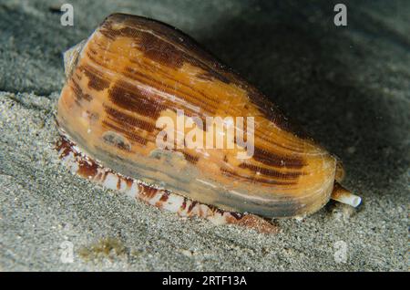 Cône strié, Conus striatus, plongée de nuit, site de plongée Coral Wall, près de Blue Lagoon, Padangbai, près de Candidasa, Bali, Indonésie Banque D'Images