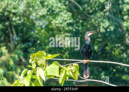 Anhinga femelle solitaire assise sur une branche d'arbre dans Audubon Park Banque D'Images