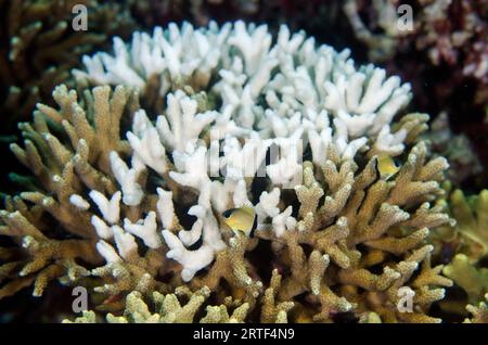 Coraux coralliens, Acropora sp., blanchis en raison du réchauffement climatique avec Blackbar Chromis, Chromis retrofasciata, site de plongée dans les mangroves, île Menjangan, Bulel Banque D'Images