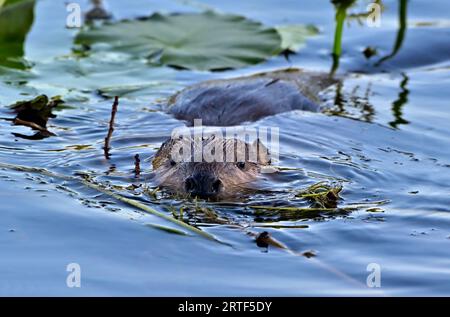 Castor sauvage adulte 'Castor canadensiss', nageant à travers les nappes de lys à la surface de l'eau dans les régions rurales de l'Alberta au Canada Banque D'Images