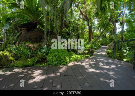 Paysage verdoyant de parc extérieur orné d'une variété d'arbres et de plantes. Jardin d'été. Plante tropicale. Beauté dans la nature. Bel été Banque D'Images