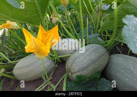 Spaghetti squash (Cucurbita pepo) - maturation dans un jardin. Banque D'Images