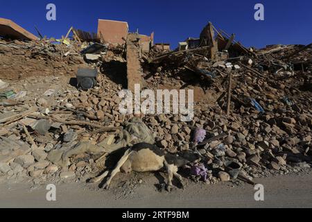 Al Haouz, Maroc. 12 septembre 2023. Une vache morte est vue couchée dans les décombres du village de Talat n'Yaaqoub après un tremblement de terre dans le sud de Marrakech. Al Haouz, Maroc, 12 septembre 2023. Le nombre de morts a continué de grimper à la suite du rare et puissant tremblement de terre de magnitude 6,8 qui a frappé le Maroc vendredi soir. Plus de 2 900 personnes sont confirmées mortes. Le séisme, le plus fort du Maroc depuis plus d'un siècle, a frappé la chaîne de montagnes du Haut Atlas du pays près de Marrakech. Photo de Youssef Boudlal/ABACAPRESS.COM crédit : Abaca Press/Alamy Live News Banque D'Images