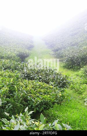paysage vallonné brumeux et nuageux, plantation de thé vert luxuriant de darjeeling, sur les pentes des montagnes de l'himalaya dans l'ouest du bengale, en inde Banque D'Images
