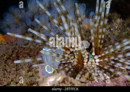 Oursin à double épingle, Echinothrix calamaris, avec écureuils marins, Clavelina sp, site de plongée Secret Bay, Gilimanuk, Jembrana Regency, Bali, Indonésie Banque D'Images