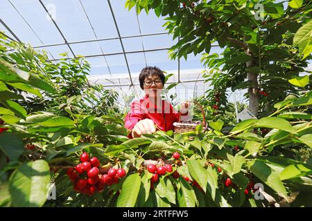 Comté de Luannan - 31 mai 2019 : une dame récolte de grosses cerises, comté de Luannan, province du Hebei, Chine Banque D'Images