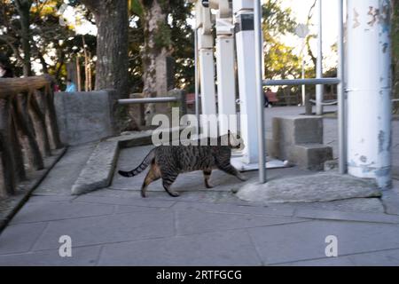 Kagoshima, Japon. 13 mars 2023. Un chat errant sauvage dans un parc. (Image de crédit : © Taidgh Barron/ZUMA Press Wire) USAGE ÉDITORIAL SEULEMENT! Non destiné à UN USAGE commercial ! Banque D'Images