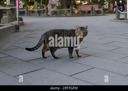 Kagoshima, Japon. 13 mars 2023. Un chat errant sauvage dans un parc. (Image de crédit : © Taidgh Barron/ZUMA Press Wire) USAGE ÉDITORIAL SEULEMENT! Non destiné à UN USAGE commercial ! Banque D'Images