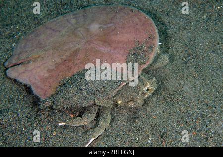 Crabe oursin Dorippe, Dorippe frascone, porteur de Pancake Sand Dollar, Sculpsitechinus auritus, pour la protection et le camouflage, site de plongée Puri Jati, SER Banque D'Images