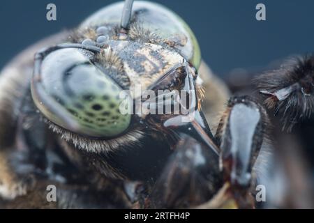 gros plan de Carpenter Bee Banque D'Images