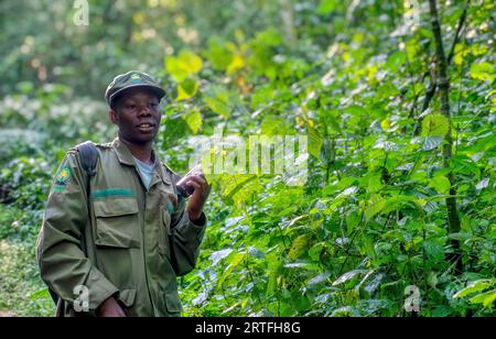 Forêt impénétrable de Bwindi, Ouganda - 18 septembre 2015. Un guide de l'Uganda Wildlife Authority parlant à un tracker sur sa radio, pour localiser les gorilles de montagne. Banque D'Images