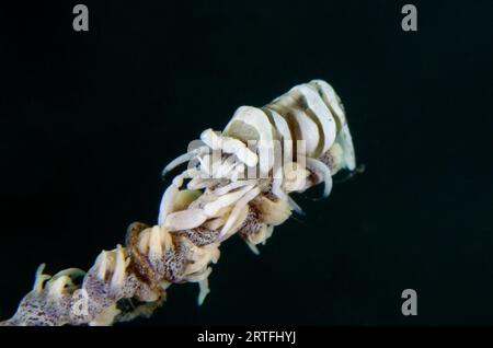 Crevette de corail fouet, onciger Pontonides, camouflé sur corail fouet, Alcyonacea Order, site de plongée sur jetée, Pemuteran, Buleleng Regency, Bali, Indonésie Banque D'Images