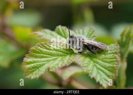 Plan en gros plan naturel d'une abeille minière femelle à dos gris, Andrena vaga, perchée sur une feuille verte Banque D'Images