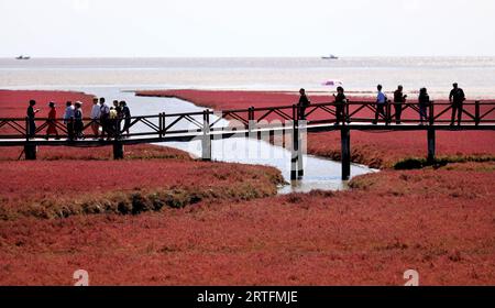 Panjin, province chinoise du Liaoning. 12 septembre 2023. Les touristes visitent la plage rouge de Honghaïtan à Panjin, dans la province du Liaoning au nord-est de la Chine, le 12 septembre 2023. La plage rouge de Honghaïtan est célèbre pour ses paysages avec la plante rouge de la salsa Suaeda, l'une des rares espèces de plantes qui peuvent vivre dans un sol très alcalin. Crédit : Yao JIANFENG/Xinhua/Alamy Live News Banque D'Images