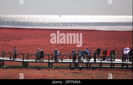 Panjin, province chinoise du Liaoning. 12 septembre 2023. Les touristes visitent la plage rouge de Honghaïtan à Panjin, dans la province du Liaoning au nord-est de la Chine, le 12 septembre 2023. La plage rouge de Honghaïtan est célèbre pour ses paysages avec la plante rouge de la salsa Suaeda, l'une des rares espèces de plantes qui peuvent vivre dans un sol très alcalin. Crédit : Yao JIANFENG/Xinhua/Alamy Live News Banque D'Images